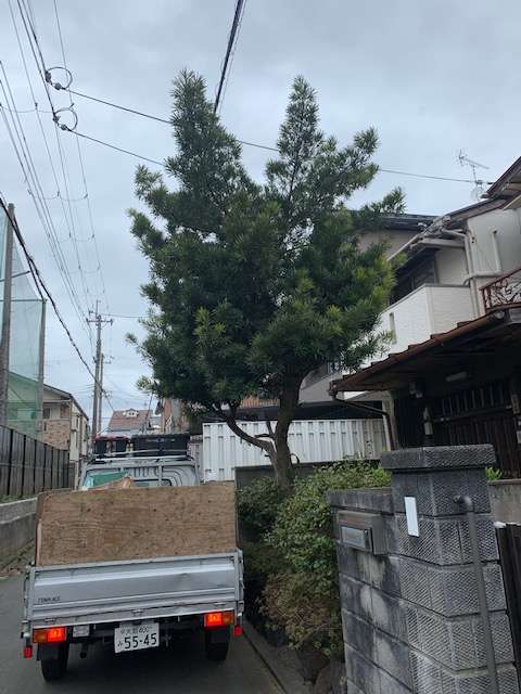 京都市北区　マキの伐採