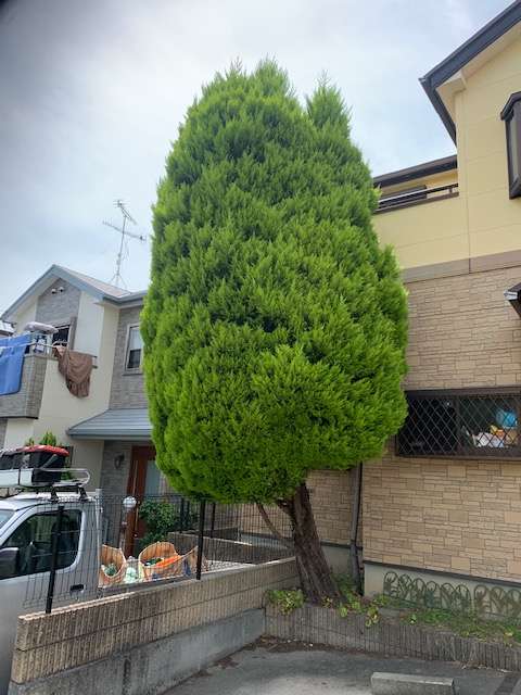 川西市 コニファーの伐採