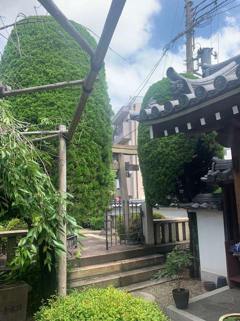 尼崎市 カイヅカイブキ抜根